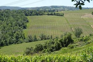 Azienda agricola Vitivinicola 150 ha Firenze
