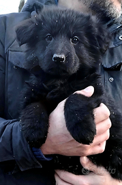Cuccioli pastore tedesco a pelo lungo nero