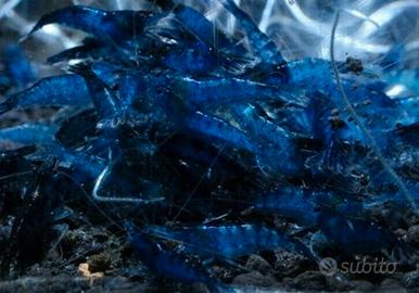 Ampullarie caridine e altro