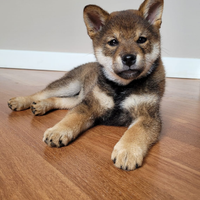 Cuccioli Shiba Inu Sani ed Equilibrati