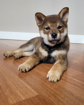Cuccioli Shiba Inu Sani ed Equilibrati