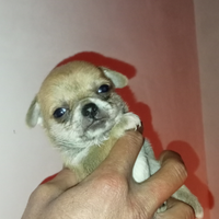 Chihuahua
