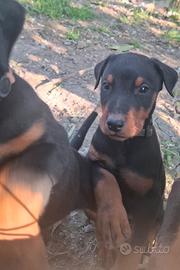 Dobermann