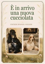 Cuccioli Cocker Spaniel Inglese