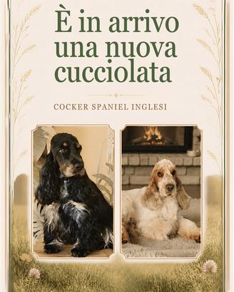 Cuccioli Cocker Spaniel Inglese