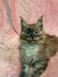 Dolcissimi cuccioli maine coon