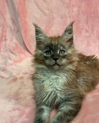 Dolcissimi cuccioli maine coon