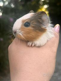 Cuccioli di Cavie peruviane/porcellini d'india