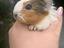 Immagine 1