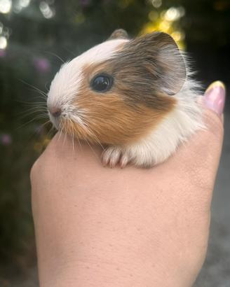 Cuccioli di Cavie peruviane/porcellini d'india
