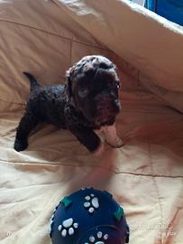 Cuccioli Lagotto