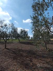 Campagna