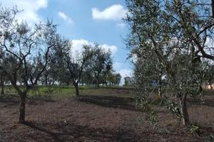 Campagna