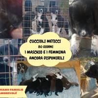 Cuccioli Bracco-Pointer/Border collie