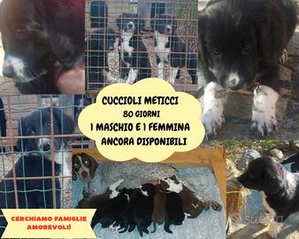 Cuccioli Bracco-Pointer/Border collie
