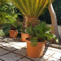 Cycas