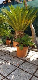 Cycas