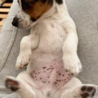 Cucciolo jack russell
