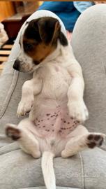 Cucciolo jack russell