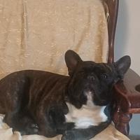 Bulldog francese