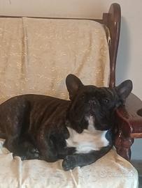 Bulldog francese