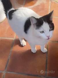 Venere gattina 5 mesi