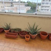 Aloe arborescens, pianta grassa e vasi da giardino