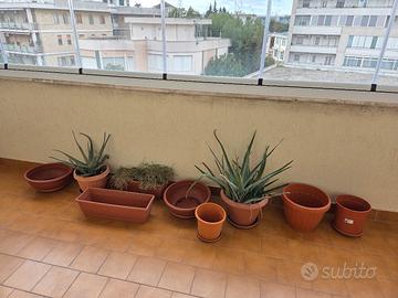 Aloe arborescens, pianta grassa e vasi da giardino