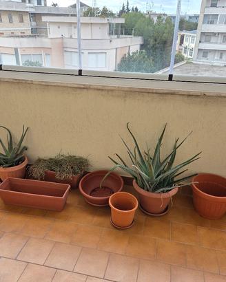 Aloe arborescens, pianta grassa e vasi da giardino