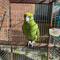 Pappagallo Amazone Fronte Gialla