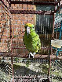 Pappagallo Amazone Fronte Gialla