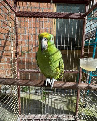 Pappagallo Amazone Fronte Gialla