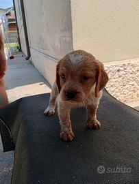 Cuccioli Breton
