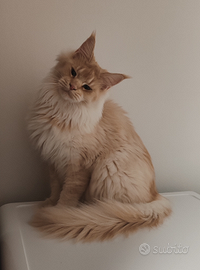 Maine coon rehoming pedigree anfi