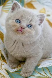 BRITISH cucciola Lilac