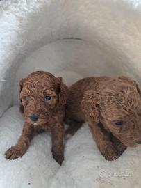 Cuccioli barboncino nano & toy RED