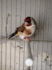 Cardellino
