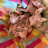 Gatti Sphynx