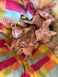 Gatti Sphynx
