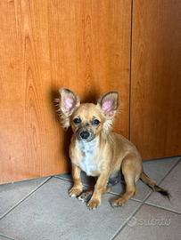 Chihuahua