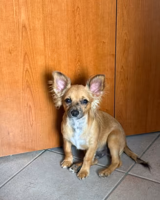 Chihuahua