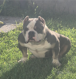 American Bully Extreme