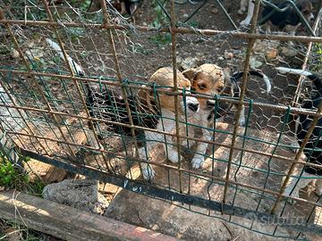 Beagle cuccioli