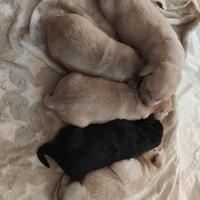 cuccioli di labrador retriever biondi 