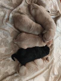 cuccioli di labrador retriever biondi 