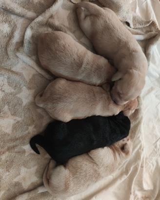 cuccioli di labrador retriever biondi 