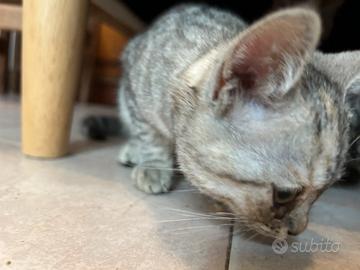 Gattina pelosetta Azzurrina femmina