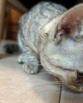 Gattina pelosetta Azzurrina femmina