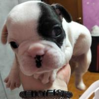 Bulldog francese