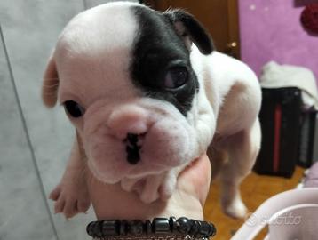 Bulldog francese